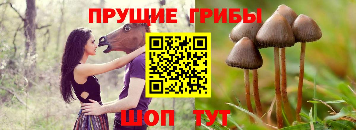 Псилоцибиновые грибы MAGIC MUSHROOMS  Псилоцибиновые грибы GOLDEN TEACHER  Вход с VPN  Ковров 